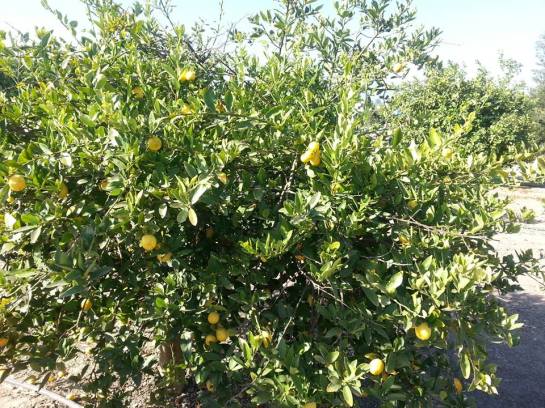 1044594_10151737140661779_304083306_n