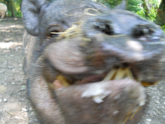 Picture or Video 375