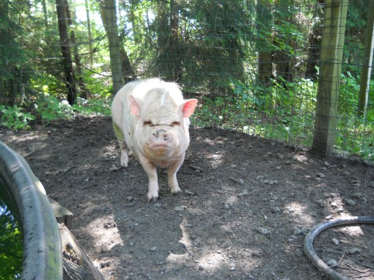 Picture or Video 377