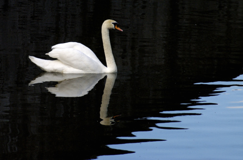 bruges-swan-cantorboi