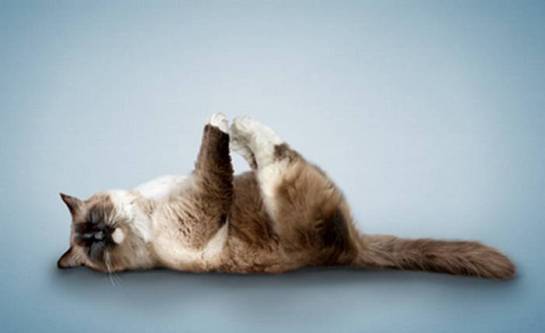 yoga-cat