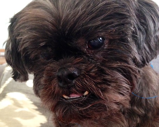 I have the pleasure of watching this little man again.